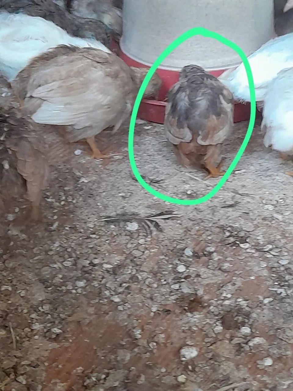 Codornas chinesa jovem macho