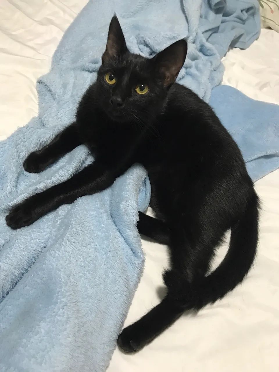 Doação de gata  - Foto 2