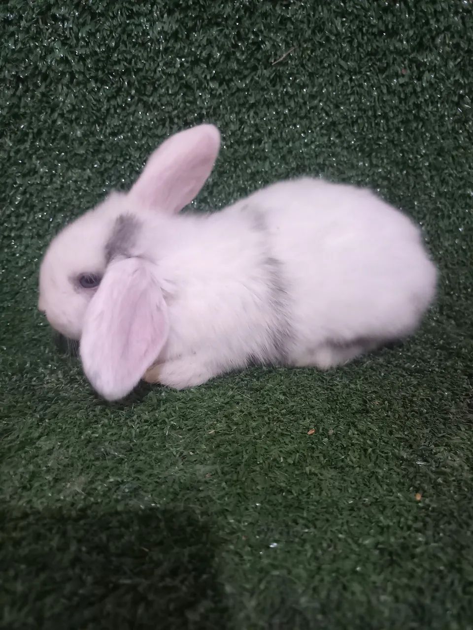 Coelho mini lop - Foto 3