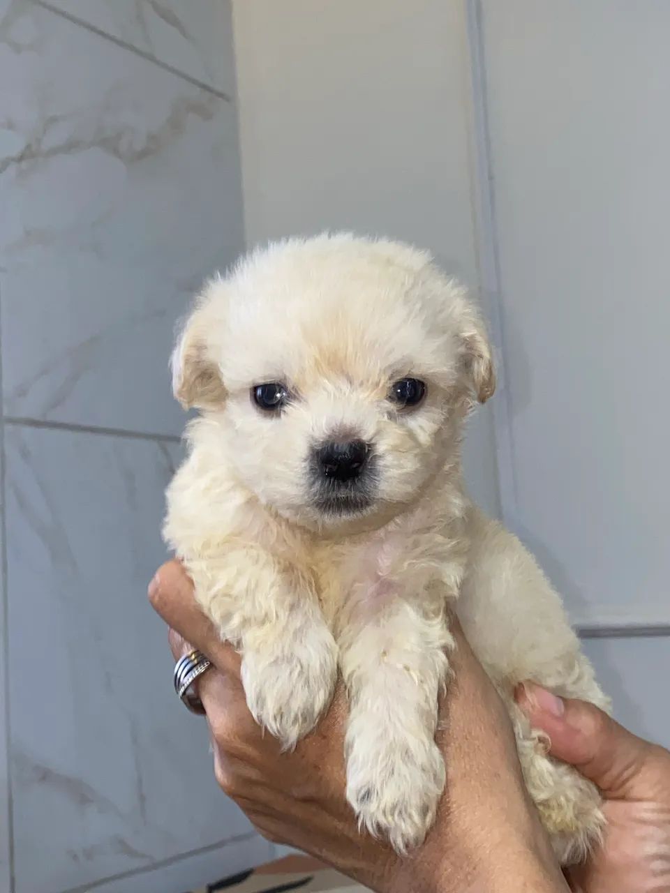 Poodle - Foto 3