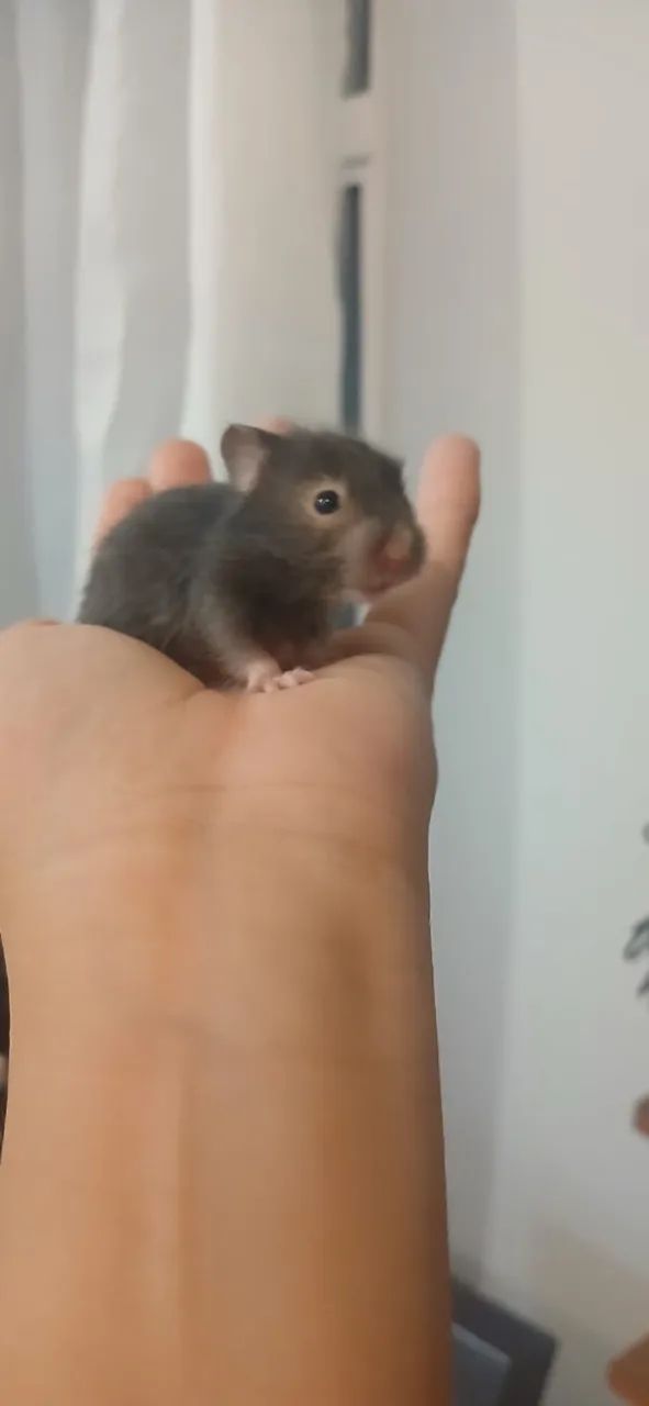 Hamster angorá  - Foto 2