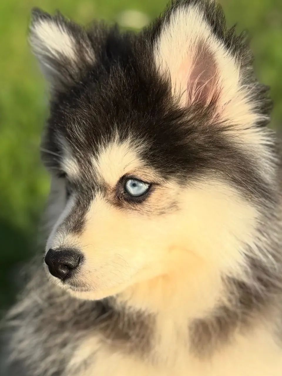 Husky siberiano lindos e saudaveis 