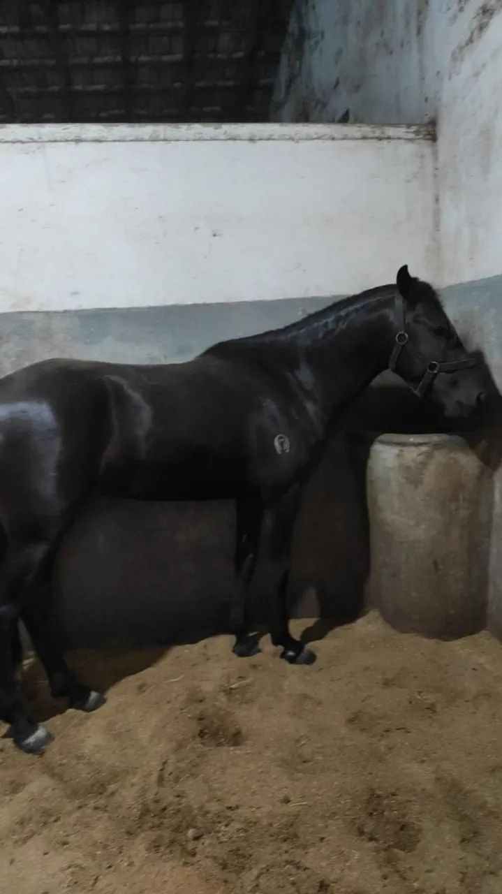 Potro Mangalarga Machador 