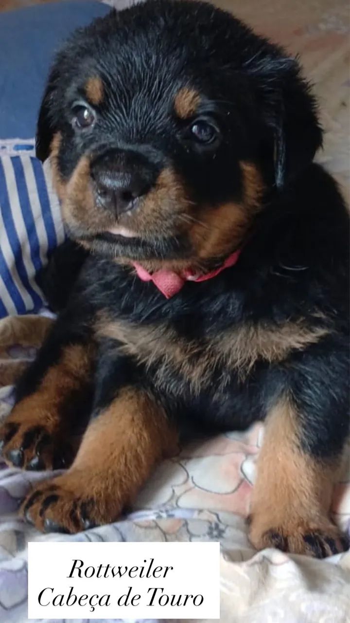 Rottweiler cabeça de Touro com pedigree  - Foto 2