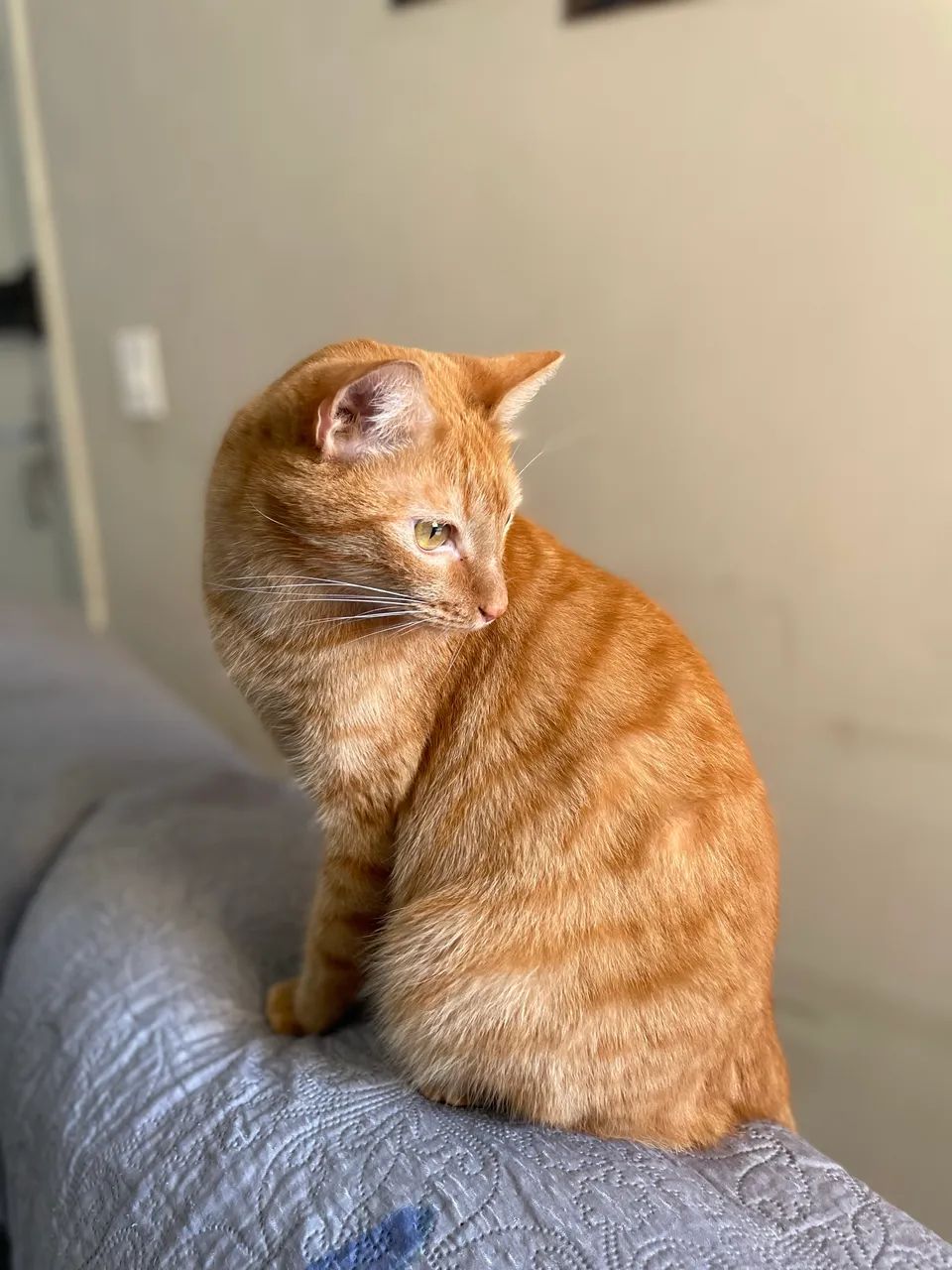 Gato laranja macho castrado - para doação  - Foto 3