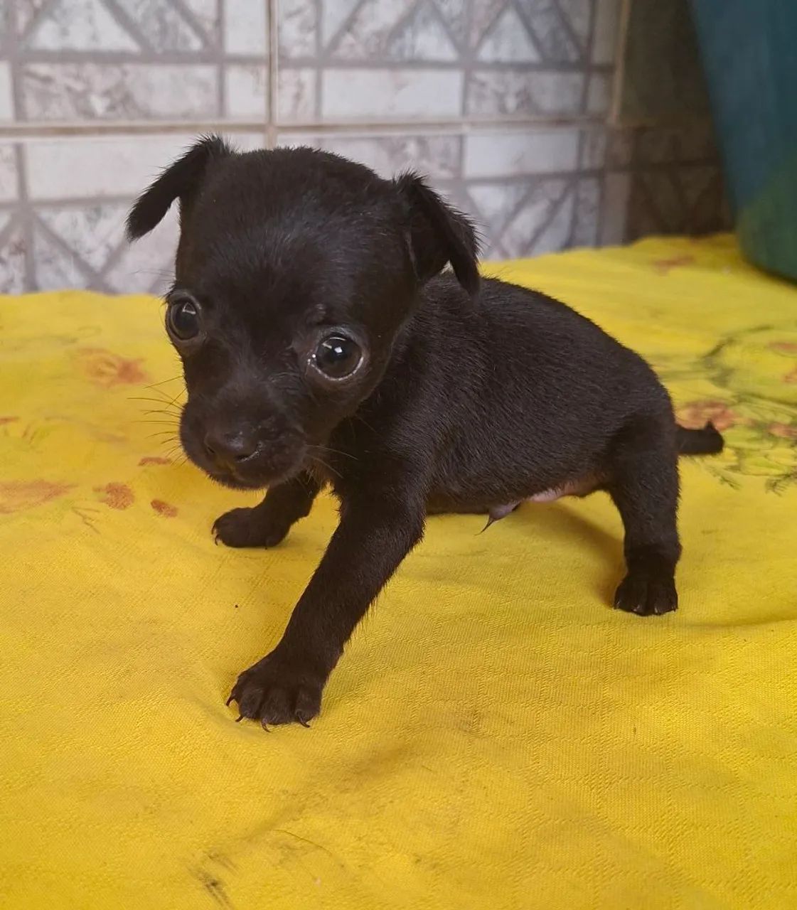 Cachorro  - Foto 2