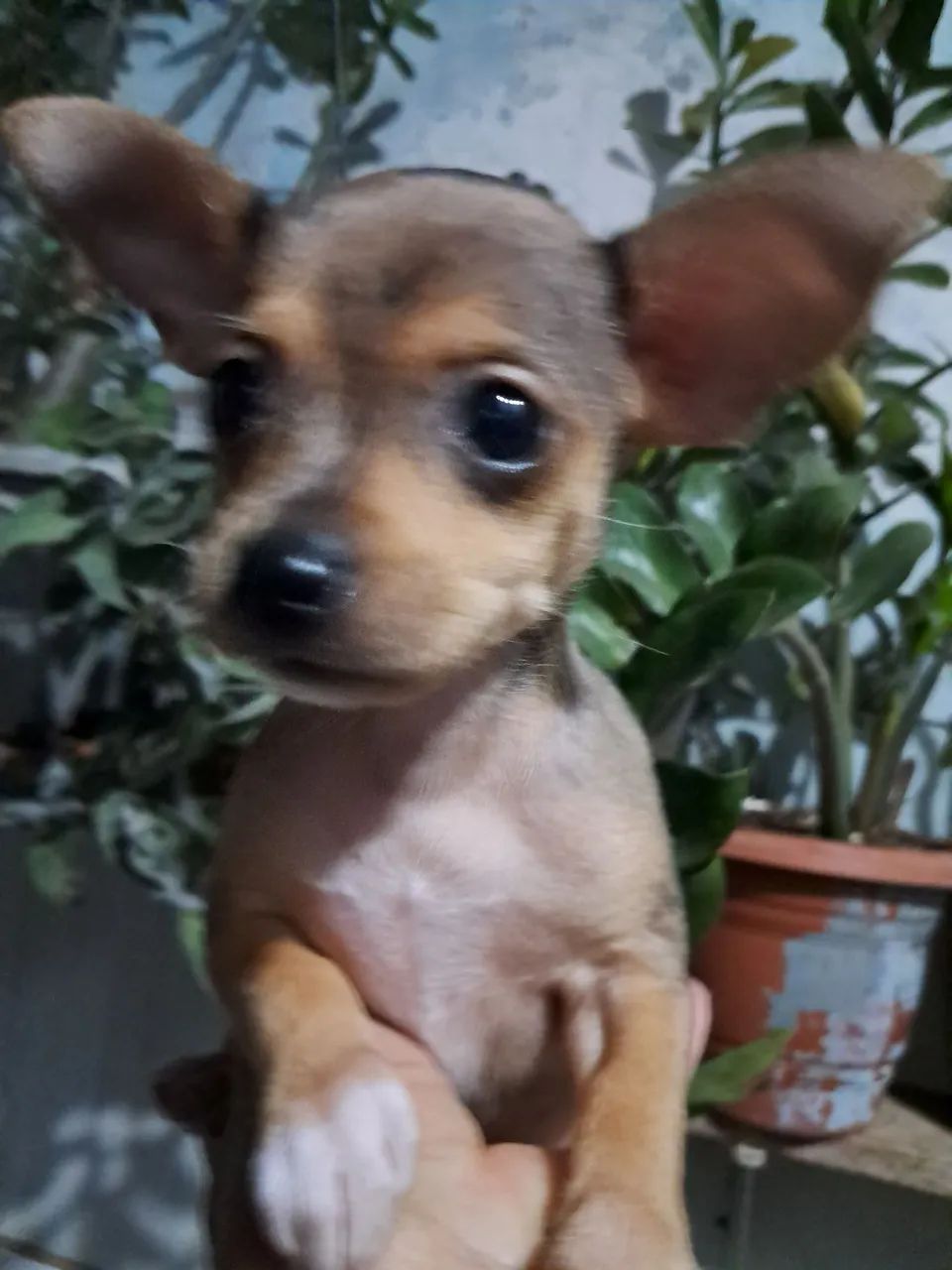 Cachorros  - Foto 5