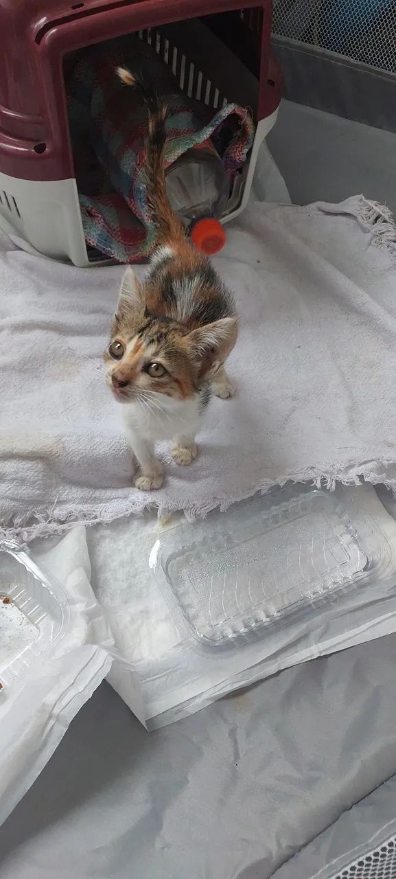 Gatinha carinhosa para adoção responsável  - Foto 3