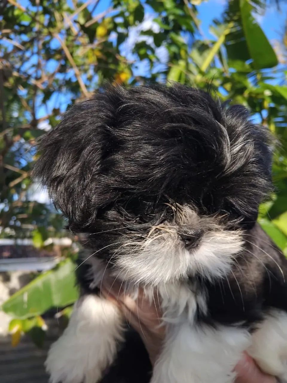 Macho shihtsu  - Foto 4