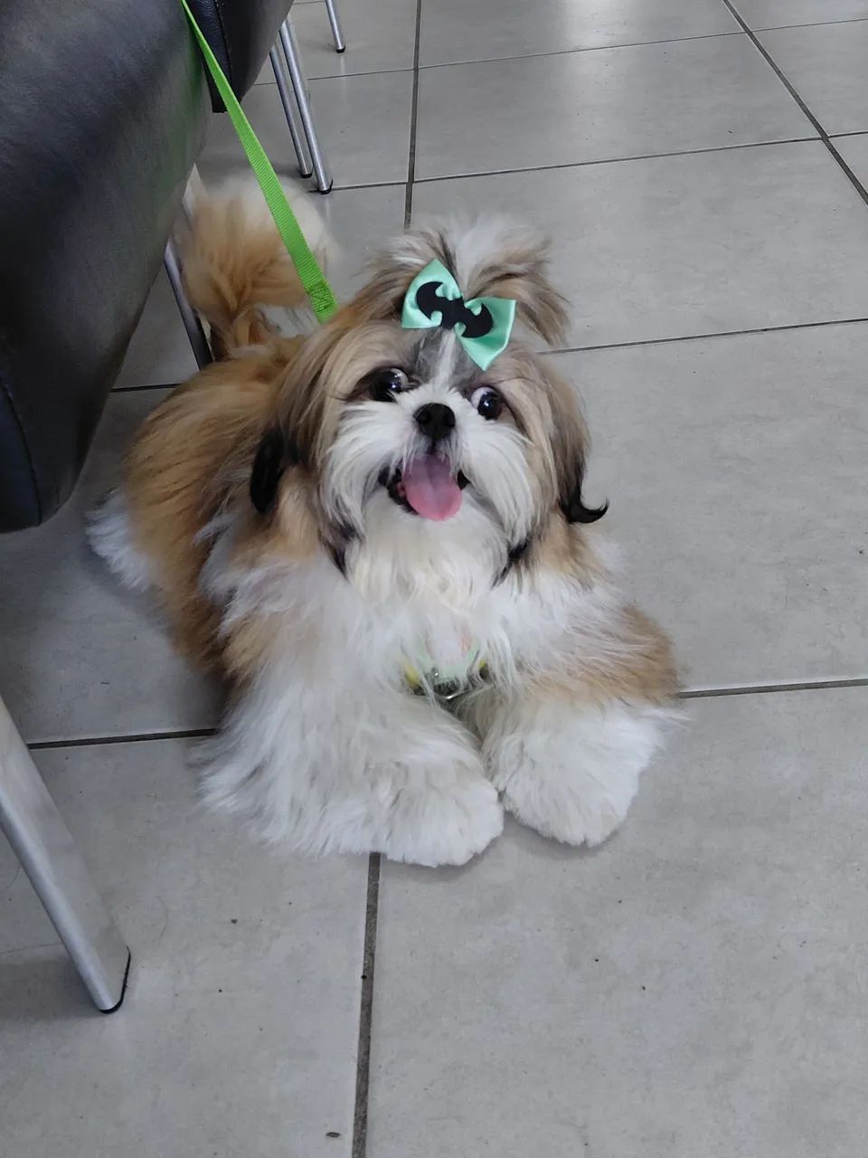 Shih tzu macho pra cruzar  - Foto 4