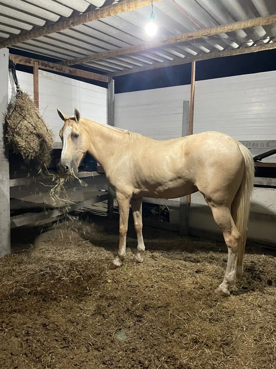 Égua Baia Amarilha de Marcha picada  - Foto 2
