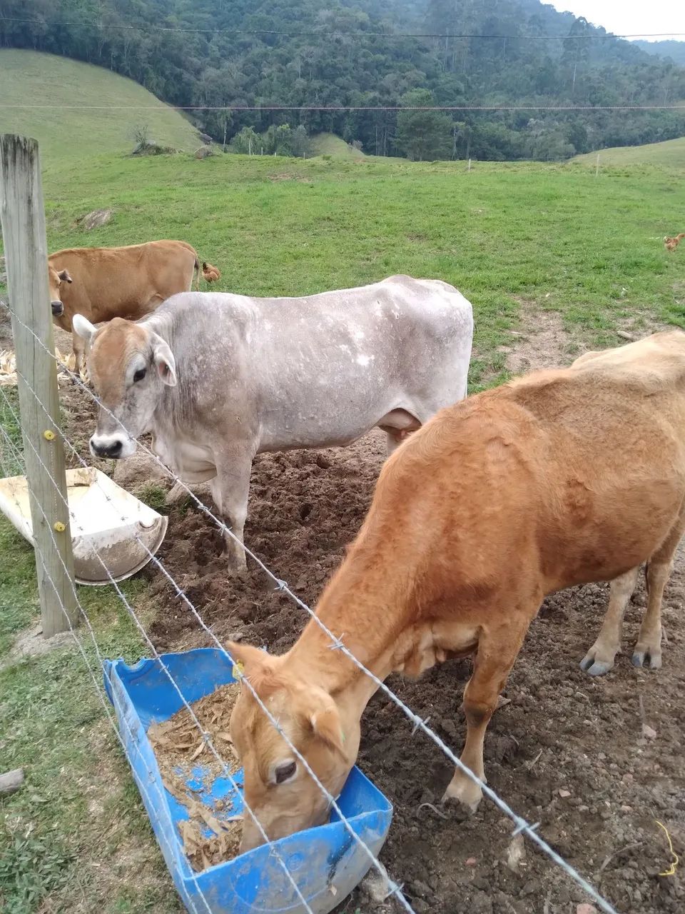 Vendo três  vacas 