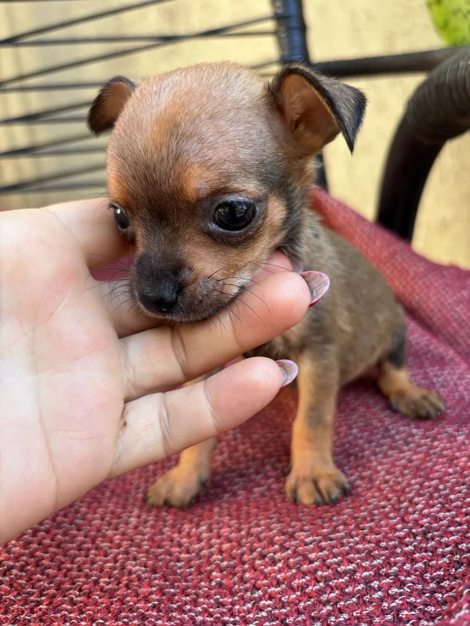 Pinscher fêmea  - Foto 4