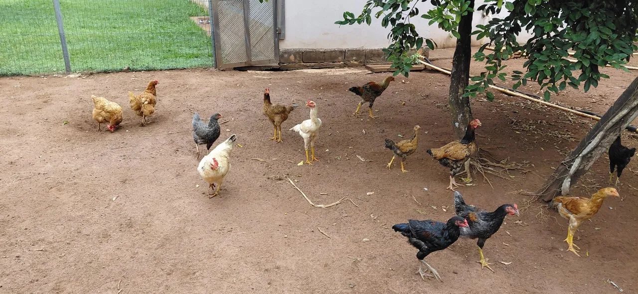 Frango Caipira 
