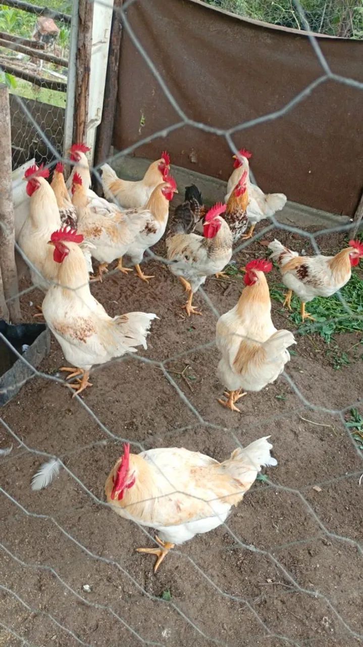 Bode e cabra - Foto 2