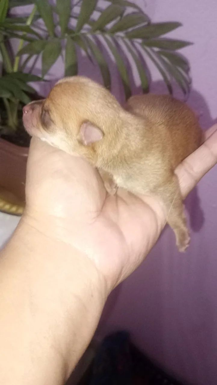 Vende se pinscher  - Foto 5