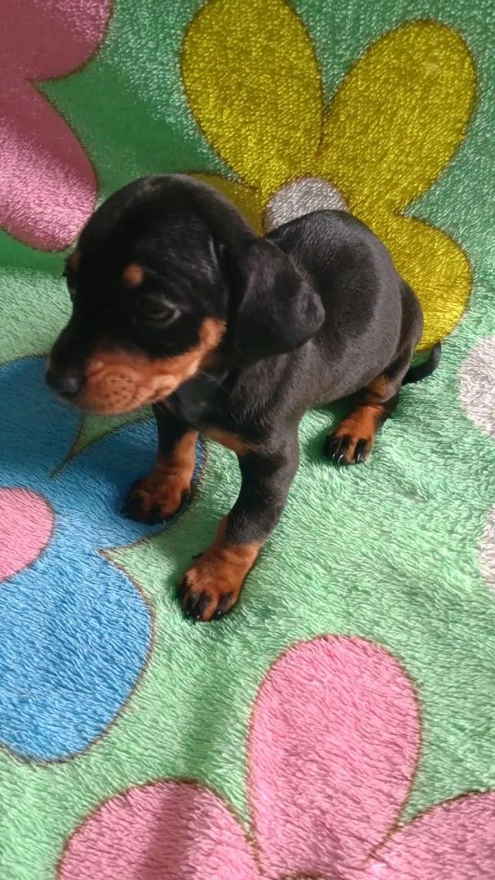 Dachshund (salchicha)  - Foto 3