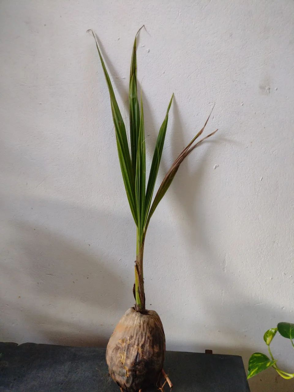 Coqueiro anão  - Foto 2