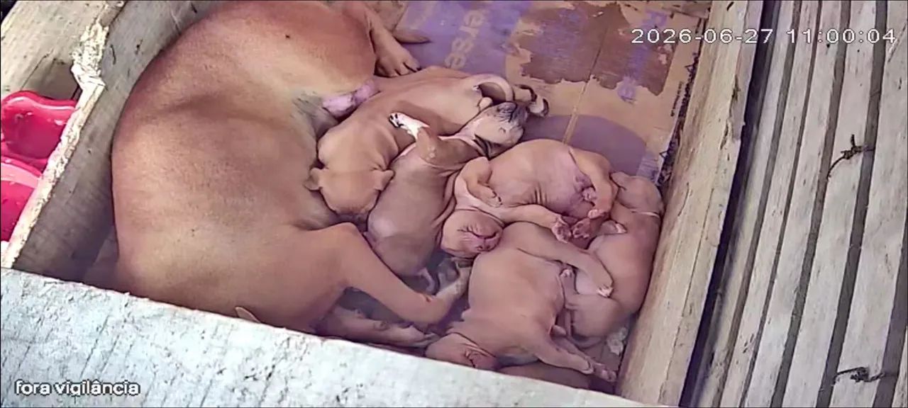 Pit moster pedigree 