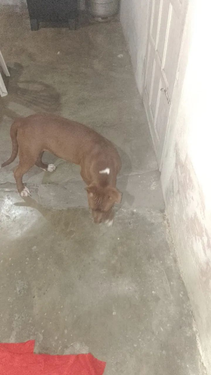Cachorro