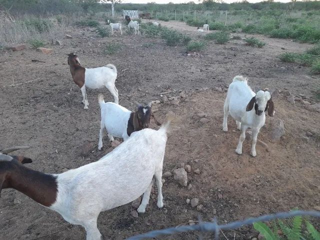 Cabras Boer