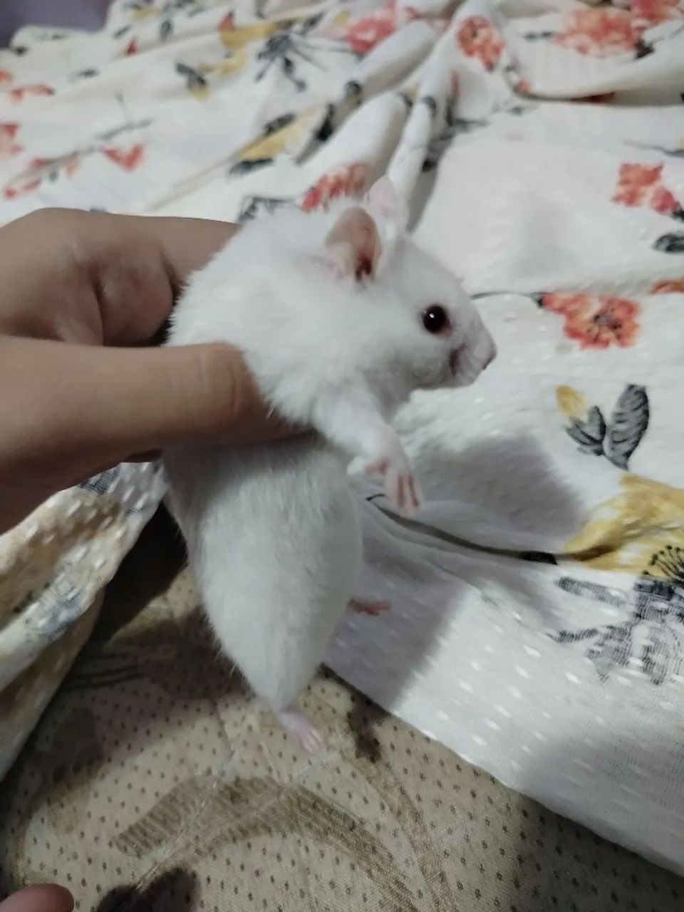 Hamster sírio - Foto 2