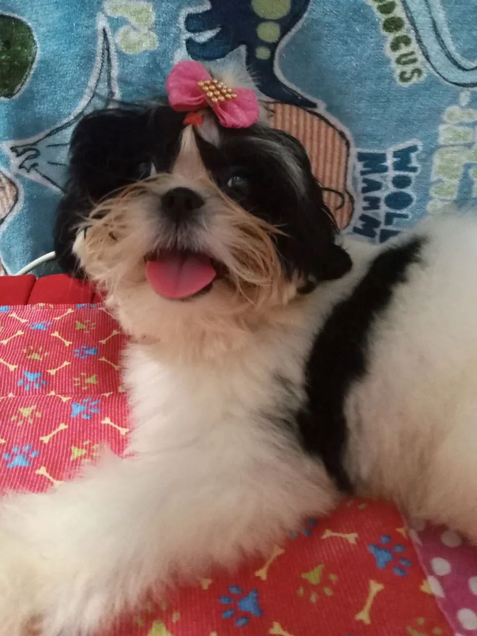 Cachorro shitzu - Foto 4