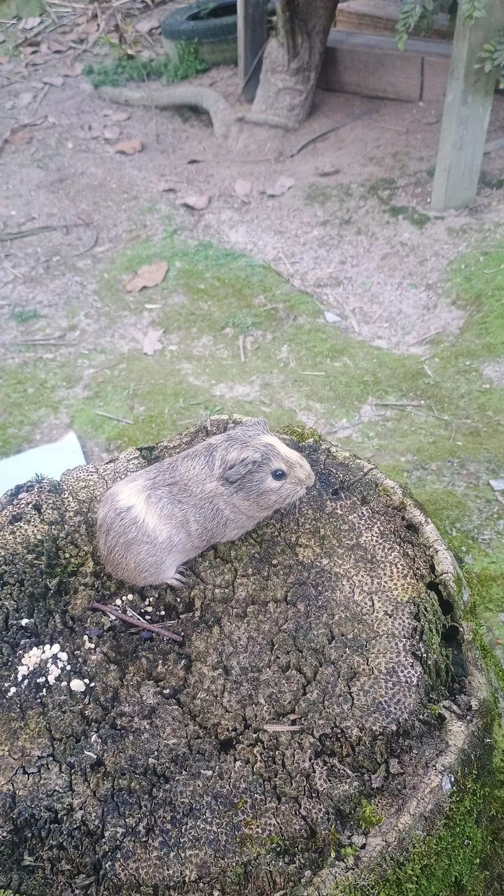 Vende-se filhotes de Porquinho da índia. - Foto 3