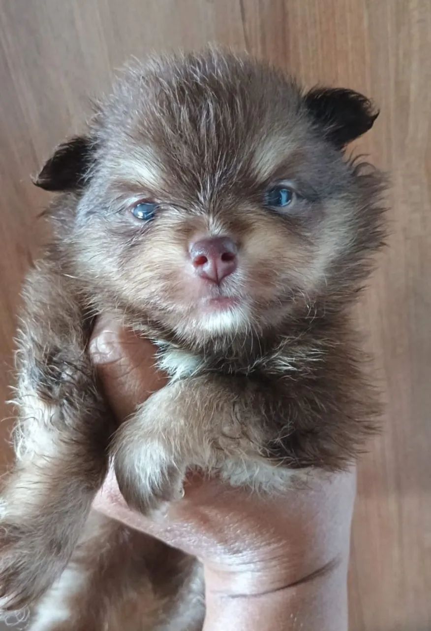 Lulu da Pomerânia chocotan  - Foto 2