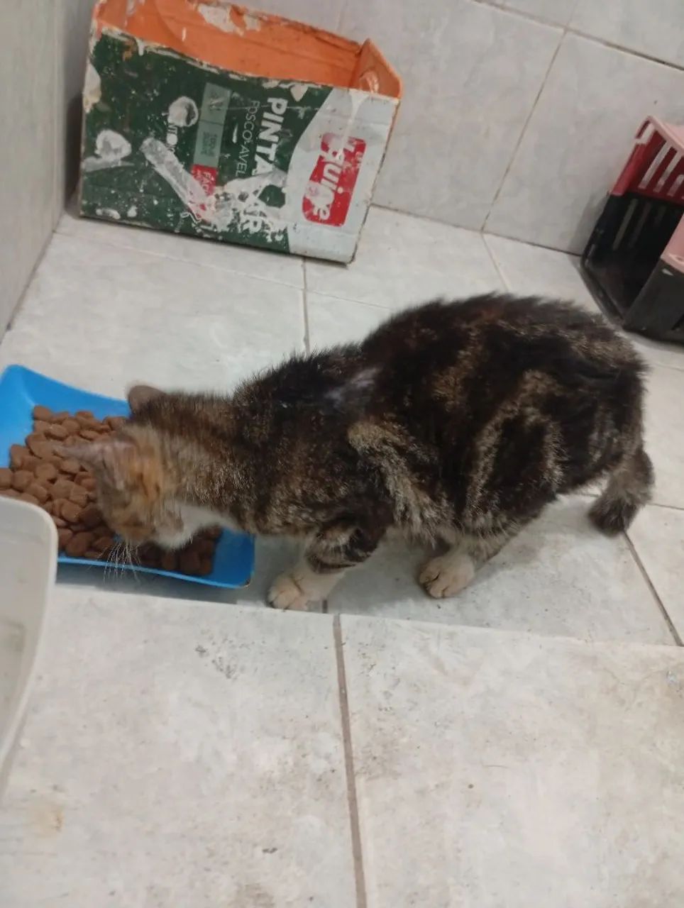 Gata para doação, aparenta ser nova ainda  - Foto 3