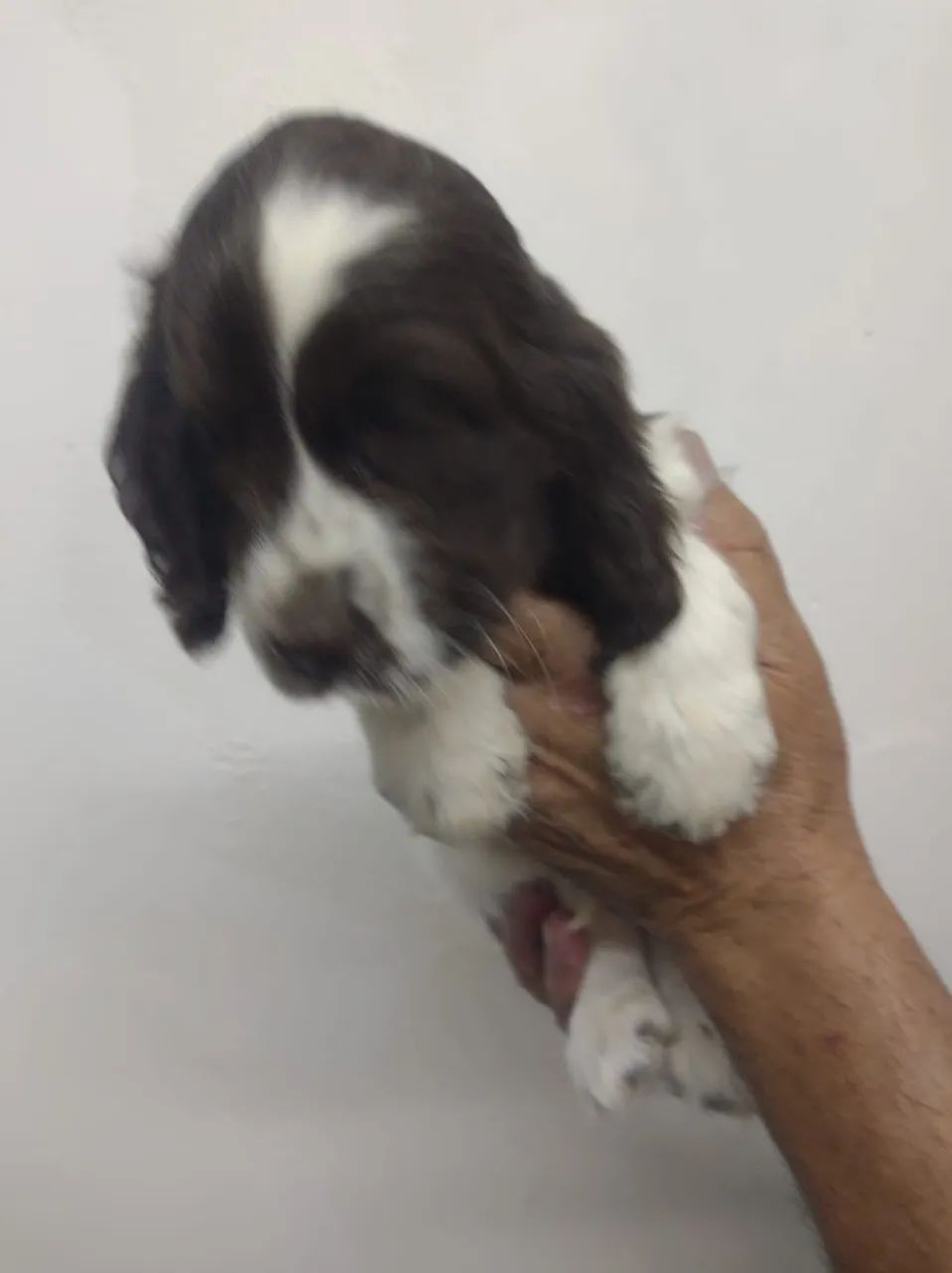 Filhote cocker spaniel inglês macho Fígado com branco  - Foto 3