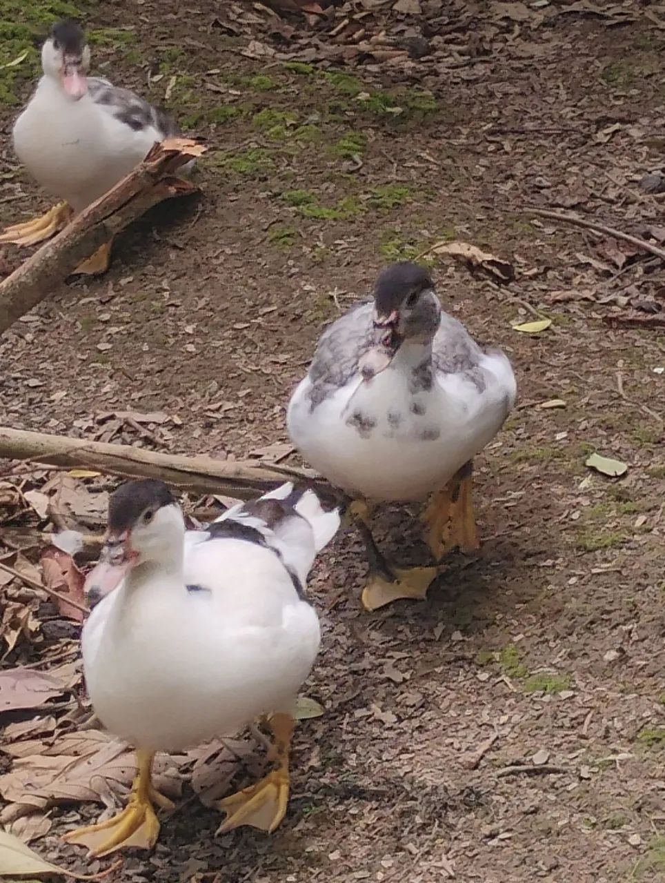 Vendo patos adultos e filhotes  - Foto 2