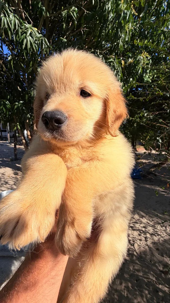 Filhotes de Golden  - Foto 2