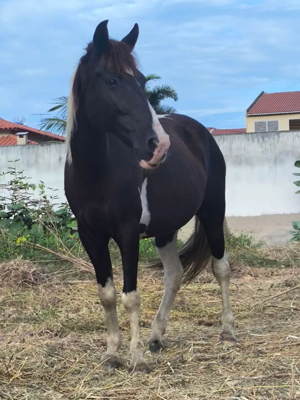 Potro Paint Horse 10 meses  - Foto 5