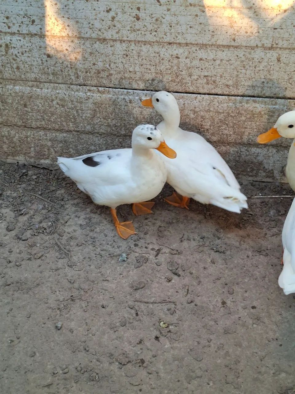 Casal de Marreco Mini Cool