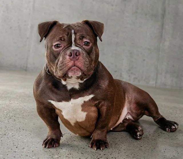 AMERICAN BULLY MICRO COM PEDIGREE - Foto 2