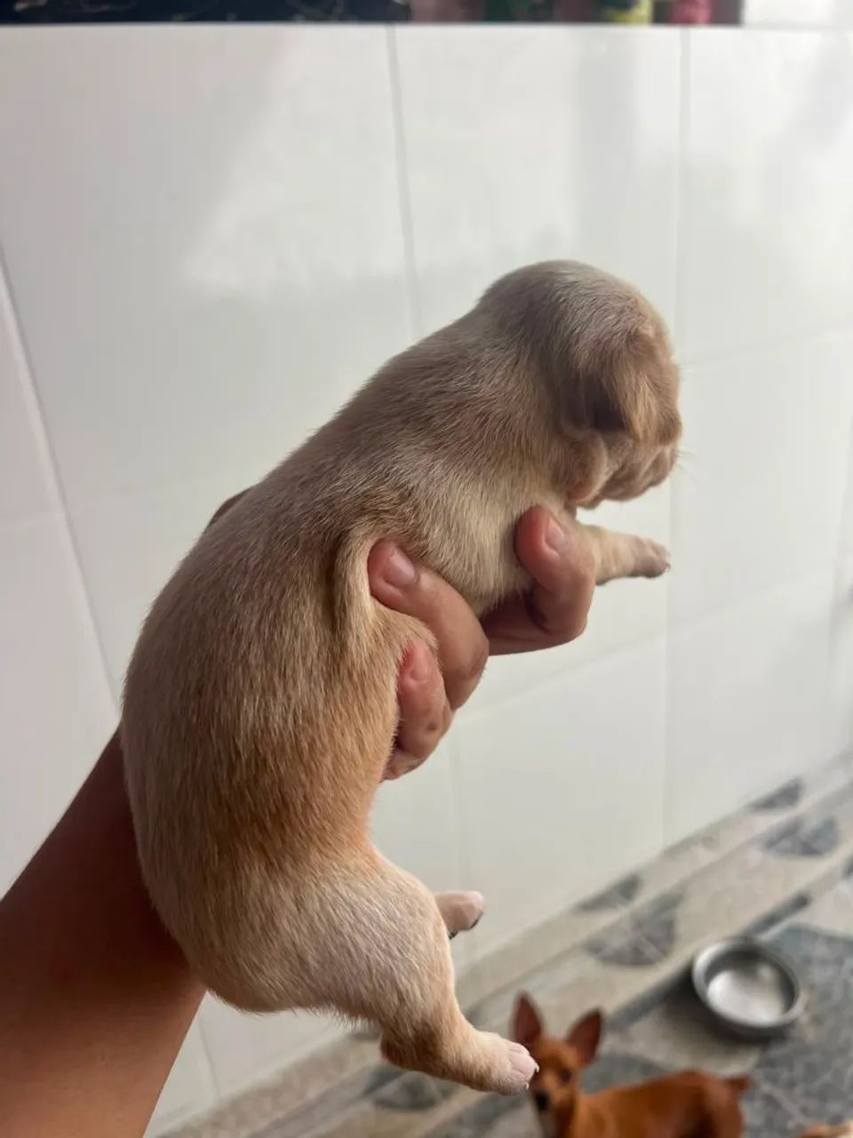 Pinscher macho  - Foto 3
