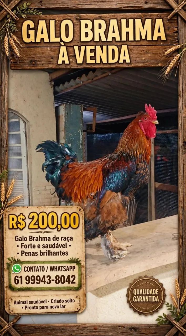 Galo brahma 