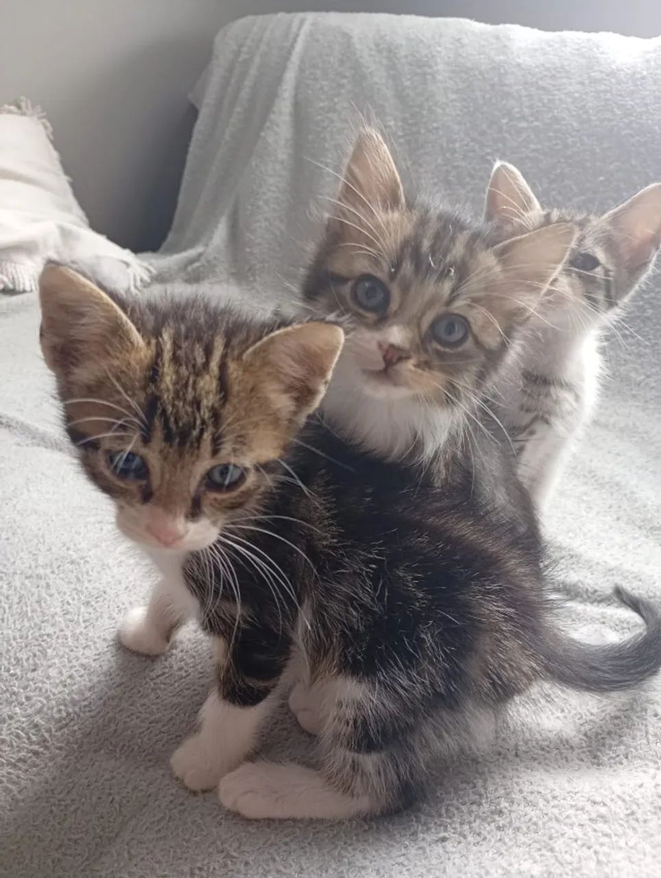 Gatinhos para adoção 