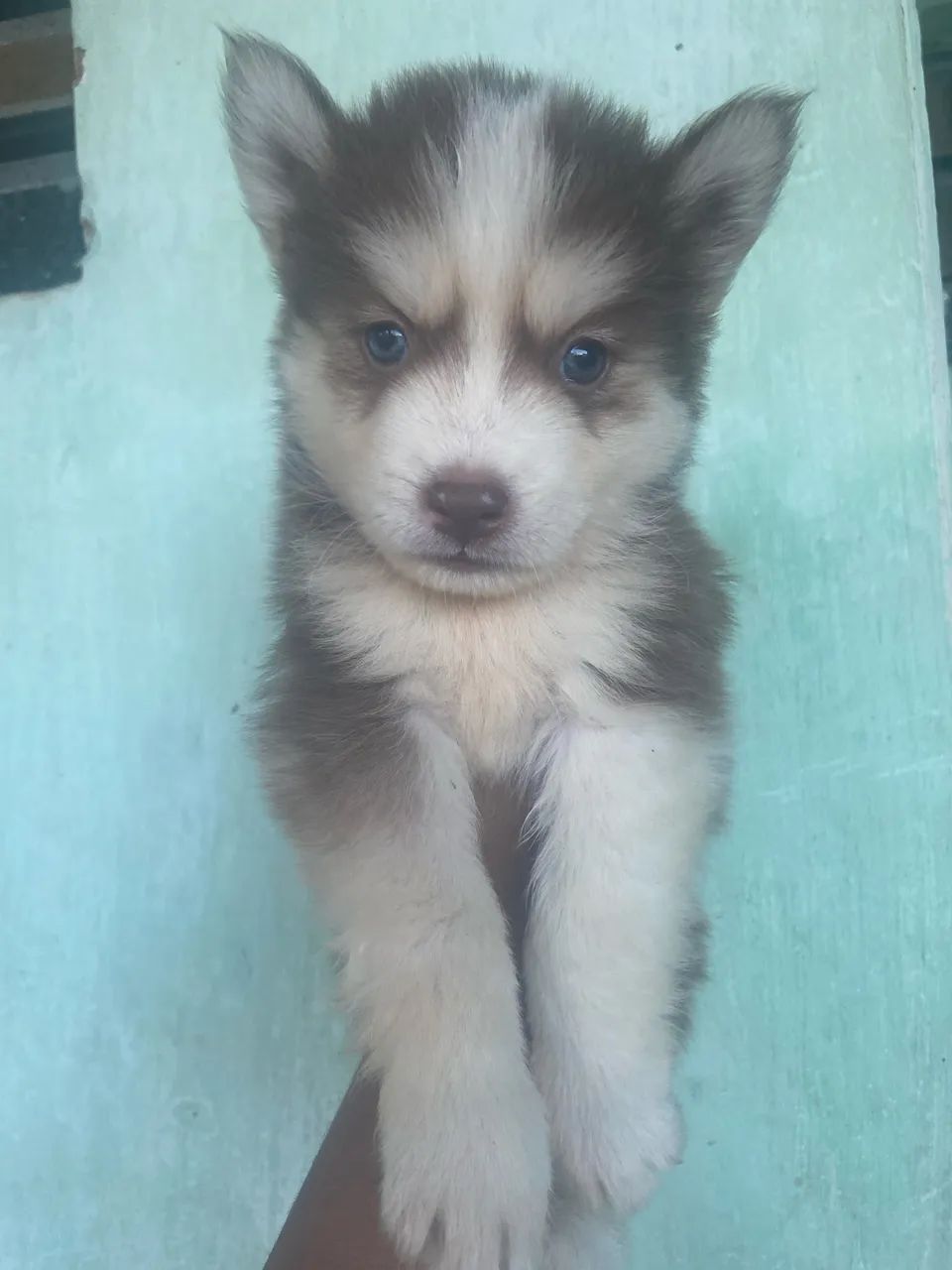 Husky siberiano  - Foto 3