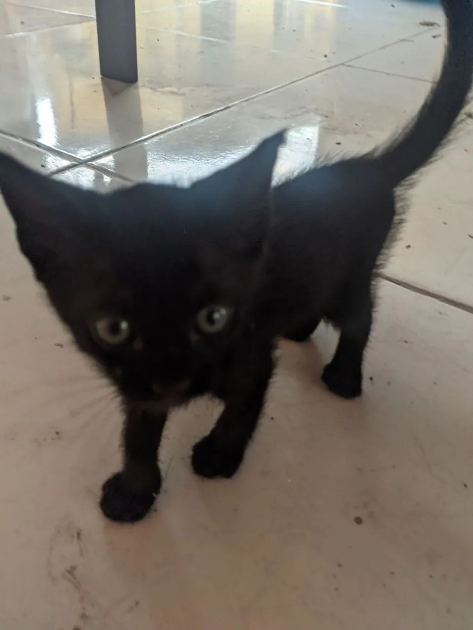 Adoção de gatos - Foto 2