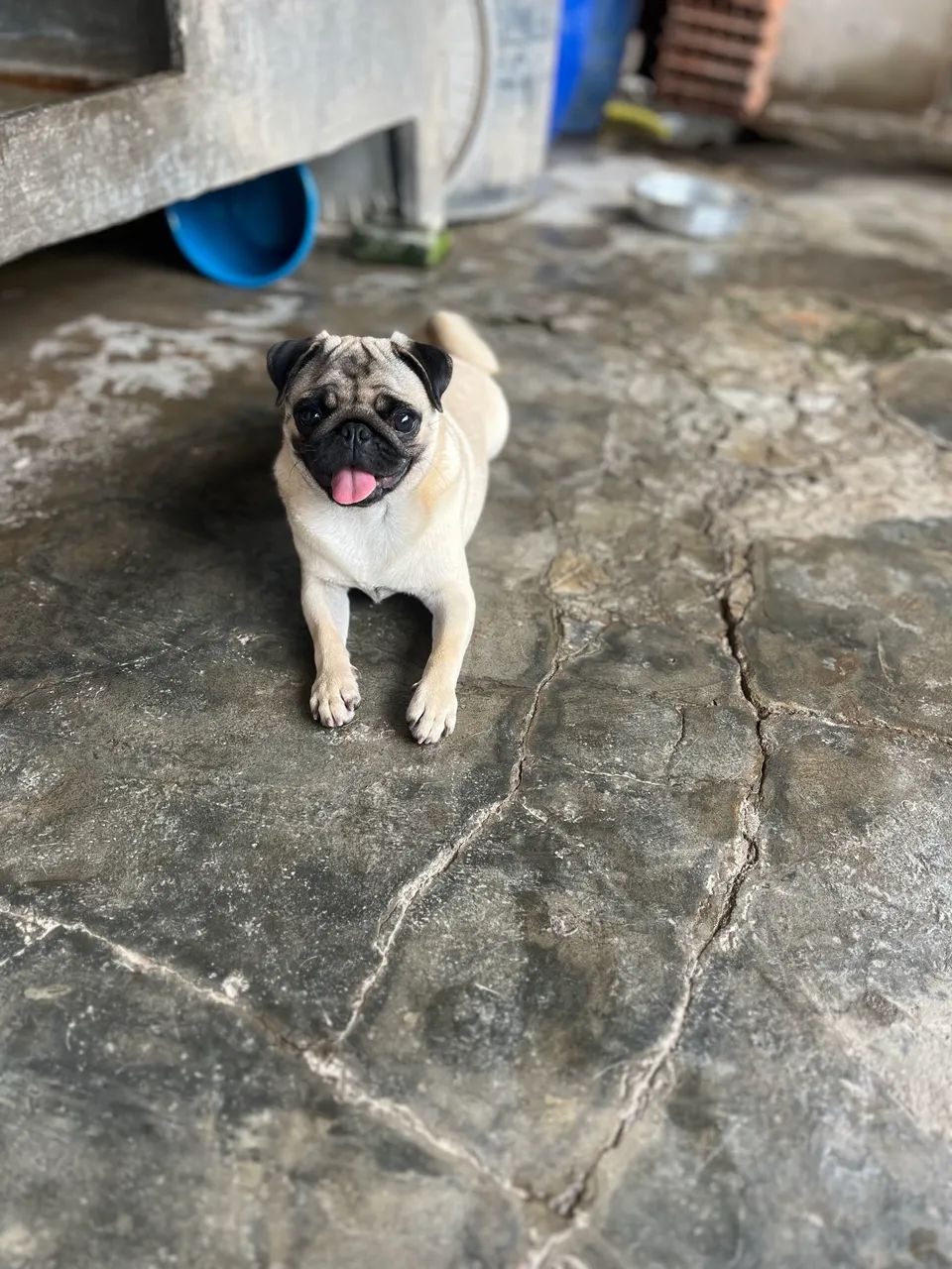 Cachorra Fêmea PUG - Foto 2