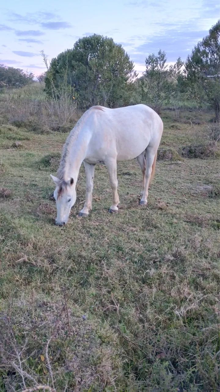 Vendo cavalo mangalarga  - Foto 2
