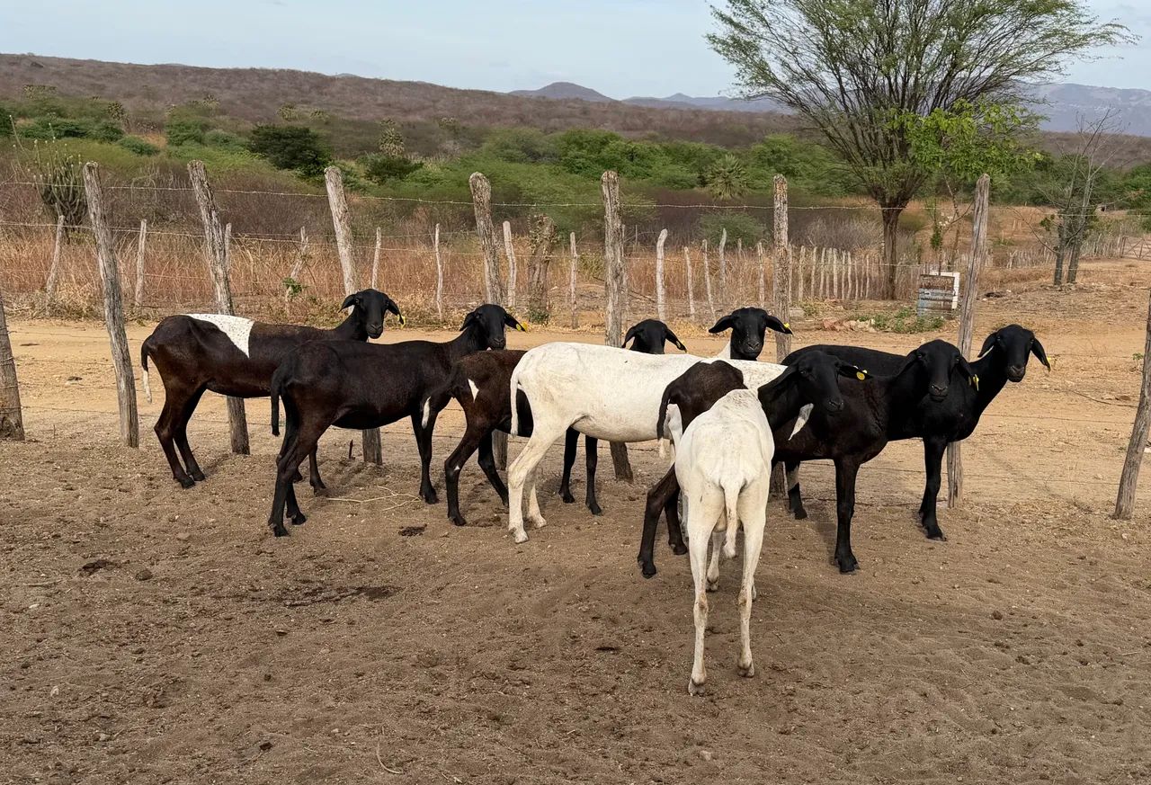 Santa Inês. Marrans extra.  - Foto 3