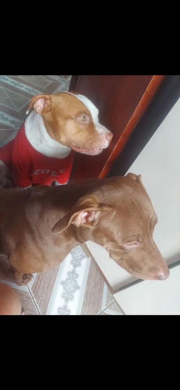 Pitbull tem pedigree pai e mãe  - Foto 4