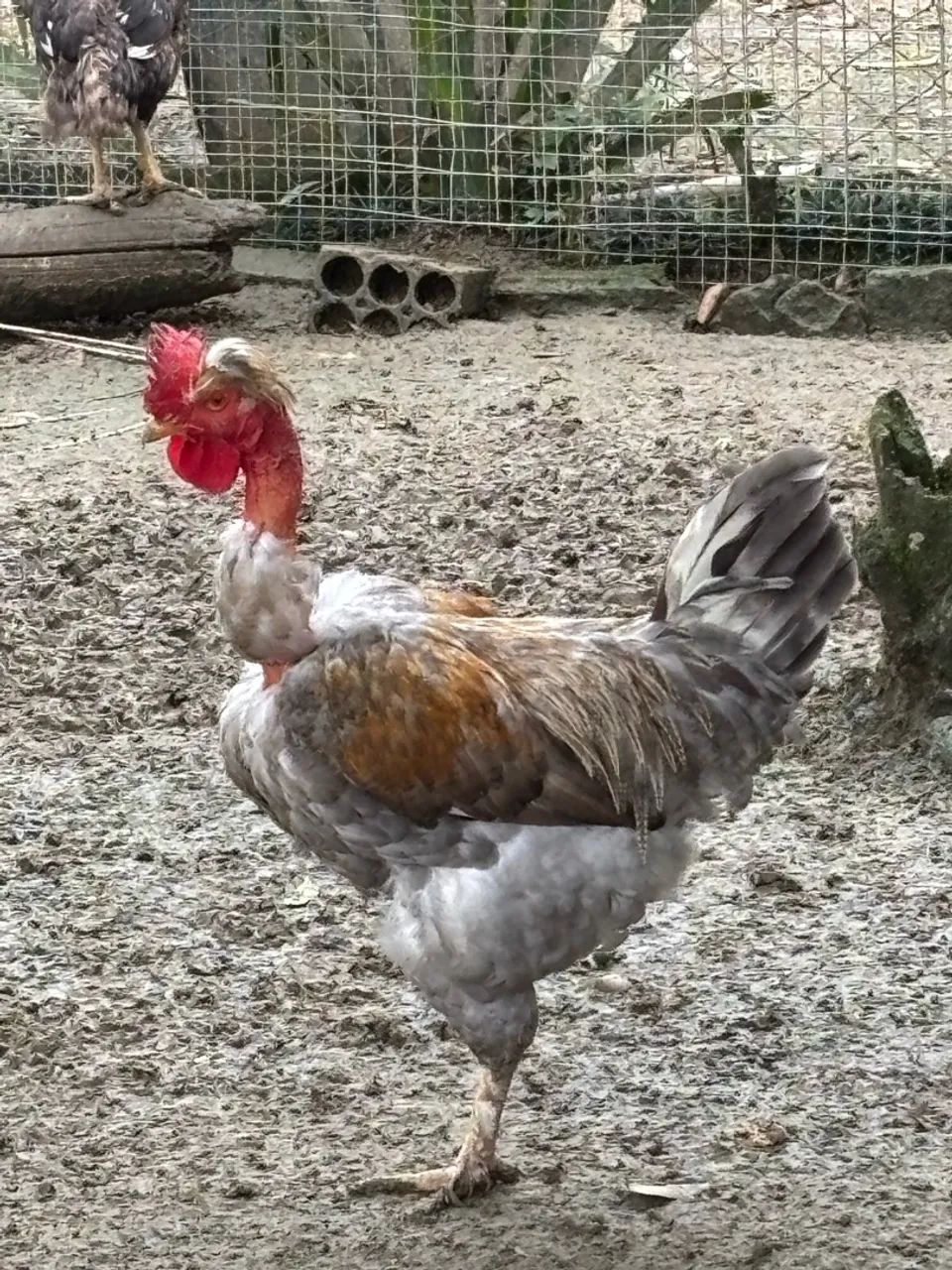 5 galos  - Foto 2