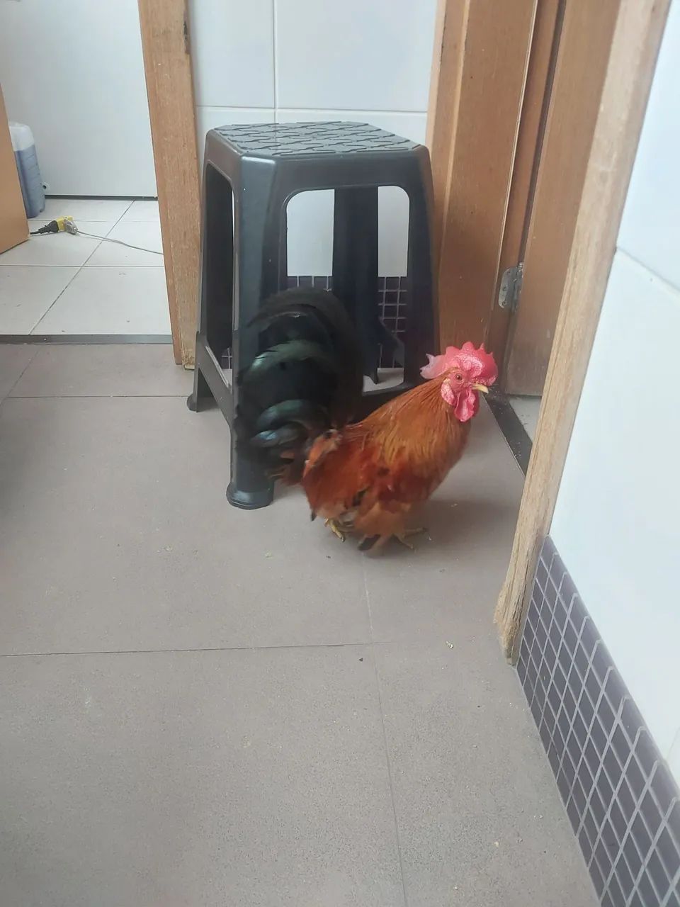 Vendo galo Nagasaki muito lindo  - Foto 2