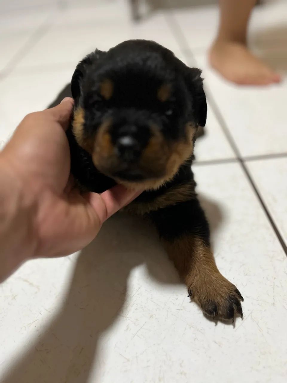 Rottweiler  - Foto 5
