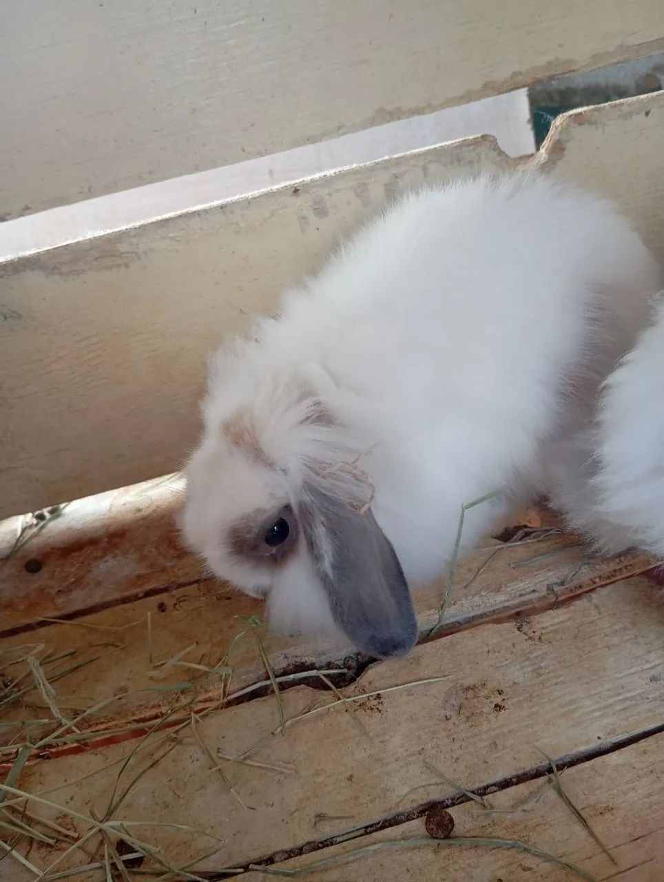 Doação de coelhos. - Foto 2