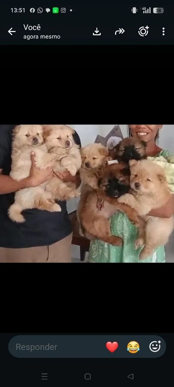 Venda de Chow chow baixou o preço  - Foto 2